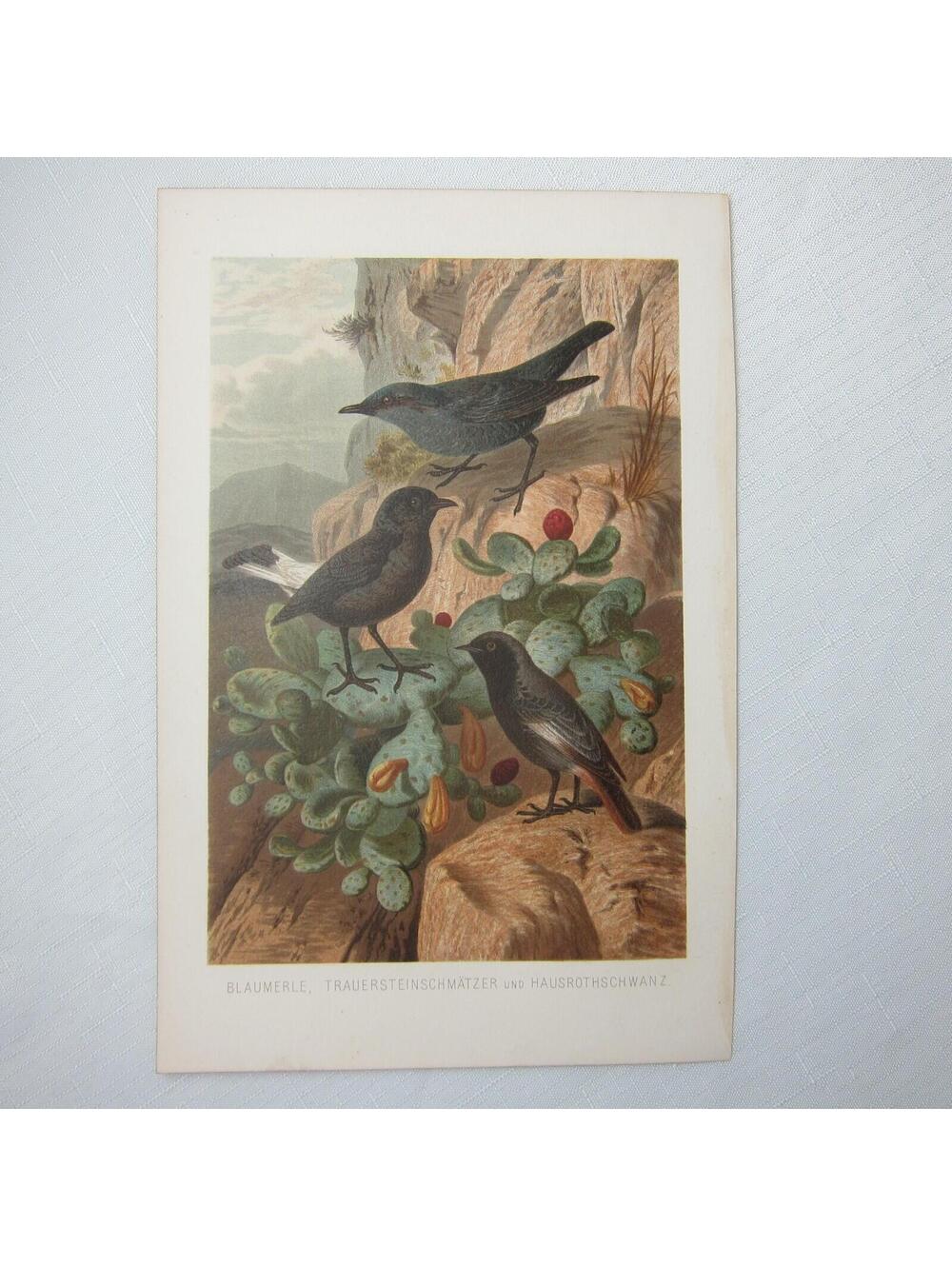 Antique Bird Print Lithograph Blue Rock Thrush Black Redstart Ornithology 1882